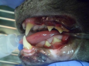 This is what the left side of the mouth looked like on visual inspection.                               