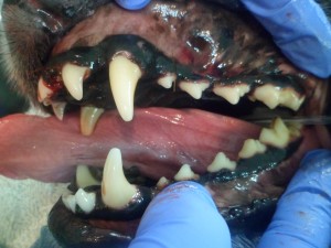 This is a picture of the normal left upper canine tooth. 