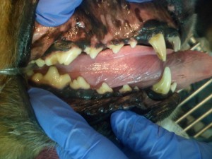This is a picture of the fractured upper right canine tooth. 